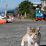 おはよ～だにゃ