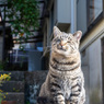 朝に出会ったネコさん