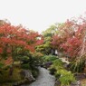 姫路城西御屋敷跡庭園　好古園　中庭