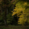 autumn for tokyoites 2023