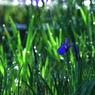 朝露に輝いてⅢ