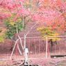 秋の尾関山公園とその周辺散歩
