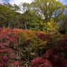 森林植物園の紅葉