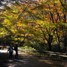 写真エッセイ：花貫渓谷紅葉狩り2023 その２