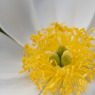 花の中心17