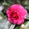 薔薇じゃないわよ