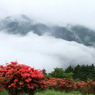 雲海のつつじ①