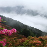 雲海のつつじ②
