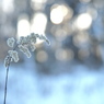 雪に咲く