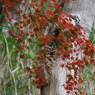 須磨離宮公園④