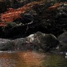 写真句：花貫渓谷紅葉狩り2023 その16：渓流２：川面の紅葉
