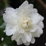 白い山茶花