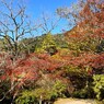 紅葉1