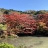 紅葉2