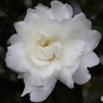 八重の白い山茶花