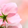 Rose - from behind -