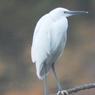 水鳥