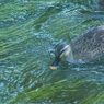 水鳥