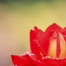 Rose - Red & Yellow -
