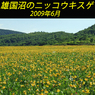 雄国沼のニッコウキスゲ2009(1)