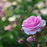 バラの花
