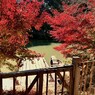 佐賀の紅葉