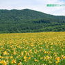 雄国沼のニッコウキスゲ2009(10)