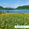 雄国沼のニッコウキスゲ2009(11)