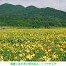 雄国沼のニッコウキスゲ2009(12)