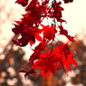紅葉の終わり