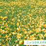 雄国沼のニッコウキスゲ2009(17)