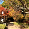 近所の紅葉1