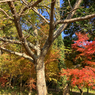近所の紅葉2