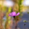 写真句：秋の思い出２：秋桜