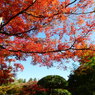空に広がる紅葉