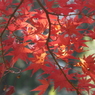 優しく輝く