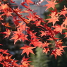 眩く紅葉