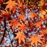 空一面に広がる紅葉