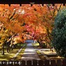 秋の散歩道(興聖寺)