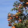 Orange (Naranja)