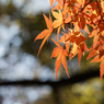紅葉その１