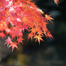 紅葉その２