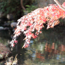 紅葉その３