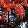 紅葉その４