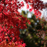 紅葉その７