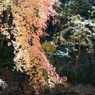 紅葉その８