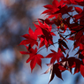 紅葉その９