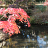 紅葉その１０
