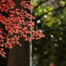 紅葉その１１