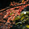 紅葉その１３